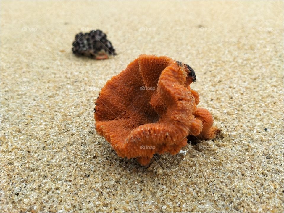 sea shells at the beach