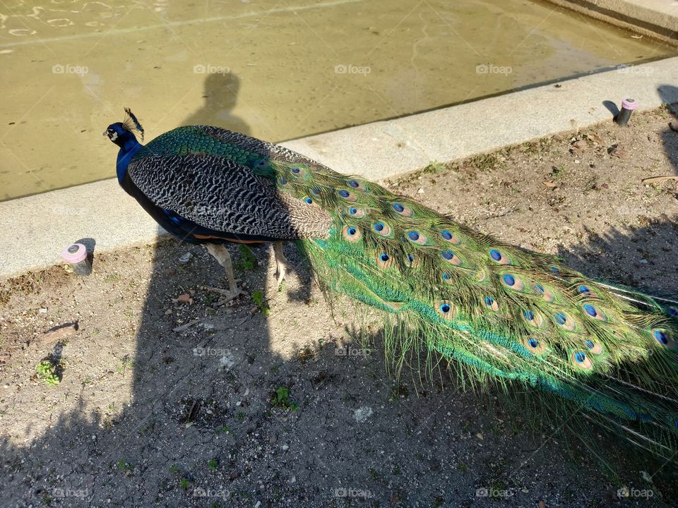Peacock