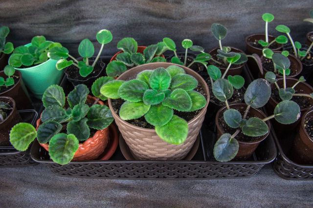 House plants in pots