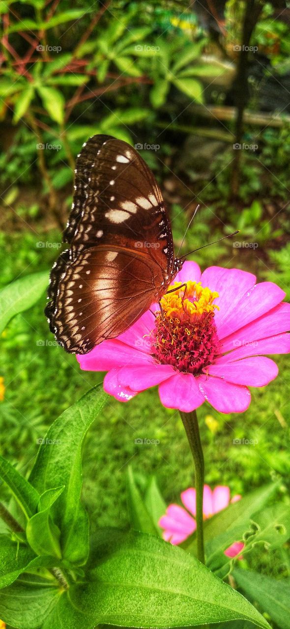 Beautiful butterfly on the flower
