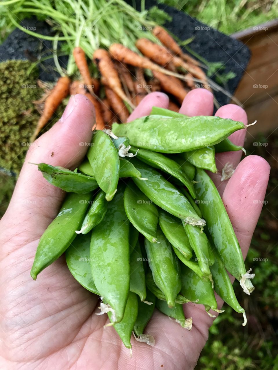 Hand picked sugar snaps 