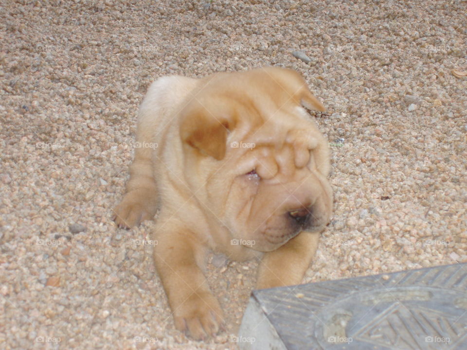 Sharpei puppy