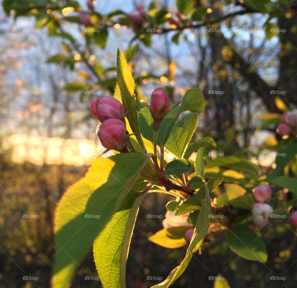 Bloom in the sunset