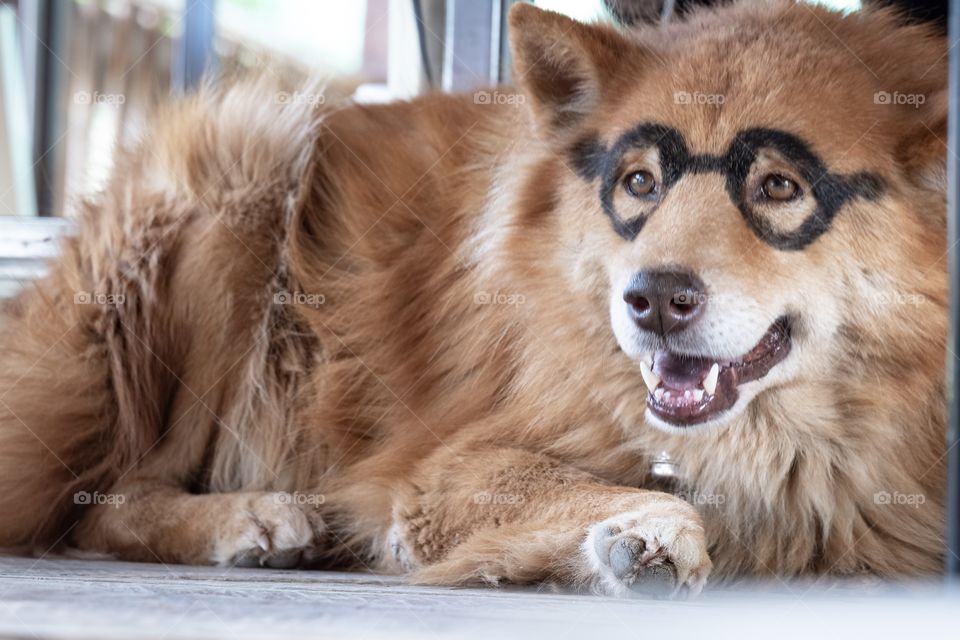 Cute dog wear eye glasses