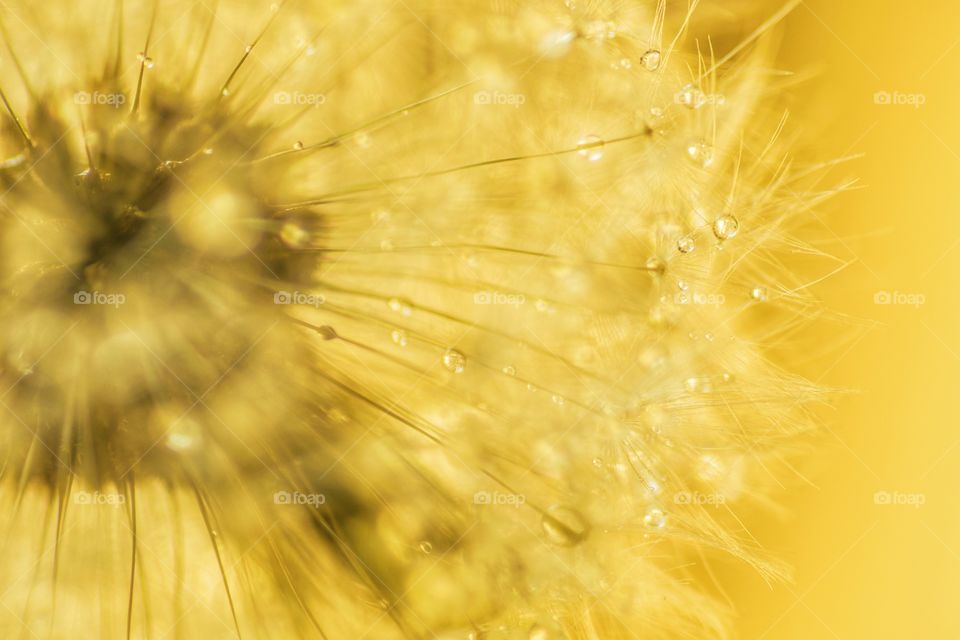 Dandelion in the sun