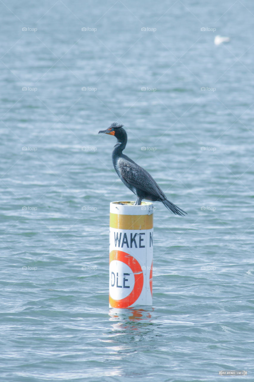 Florida Bird. Florida Bird