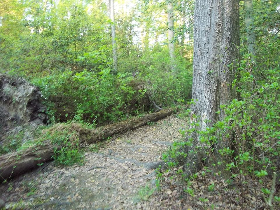 path in the woods