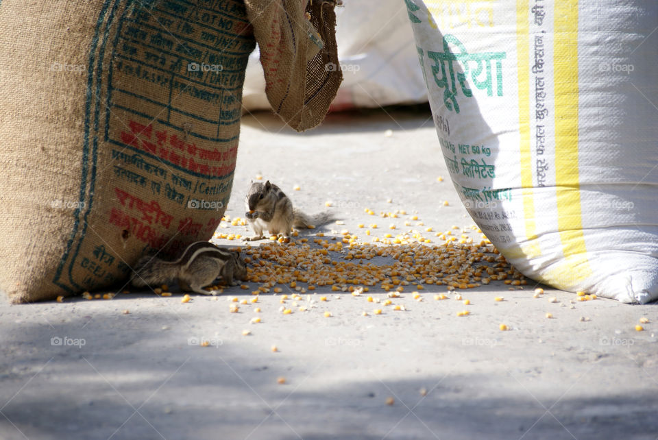Two squirrels enjoying corn from the sacks.