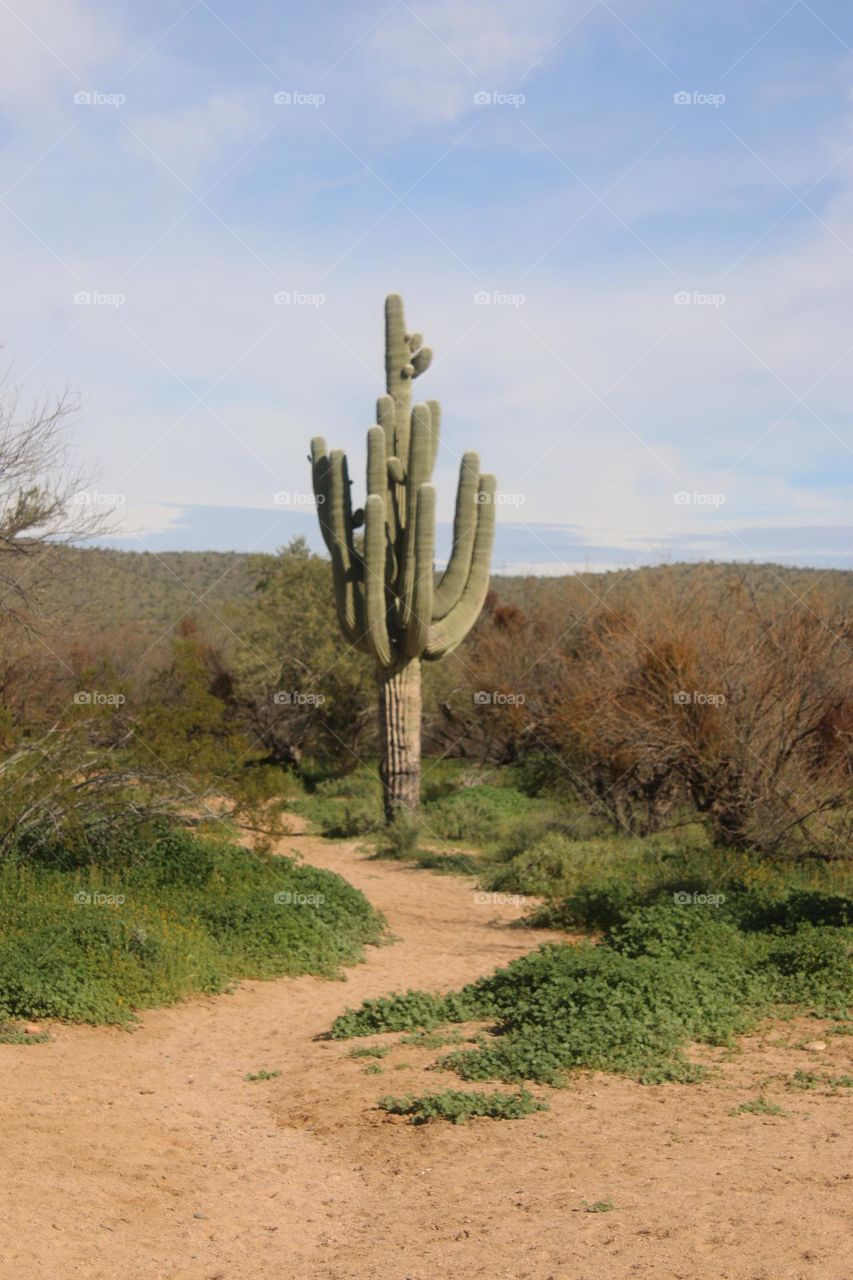 Saguaro Cactus on Desert Trail