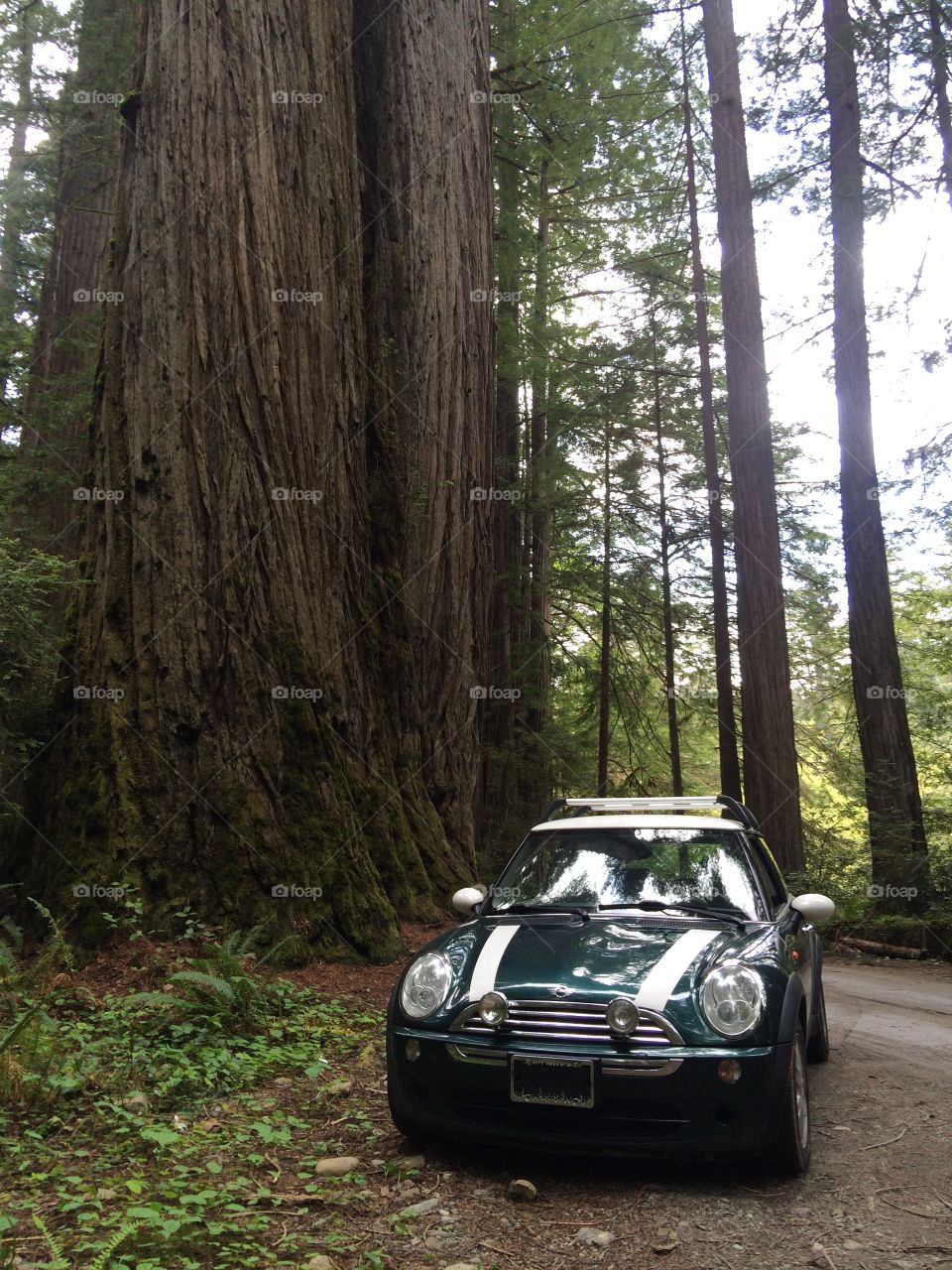 Little car, big tree