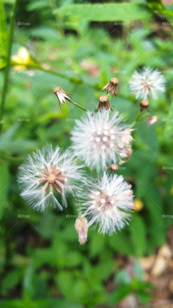 Wiyang or jonghe plant