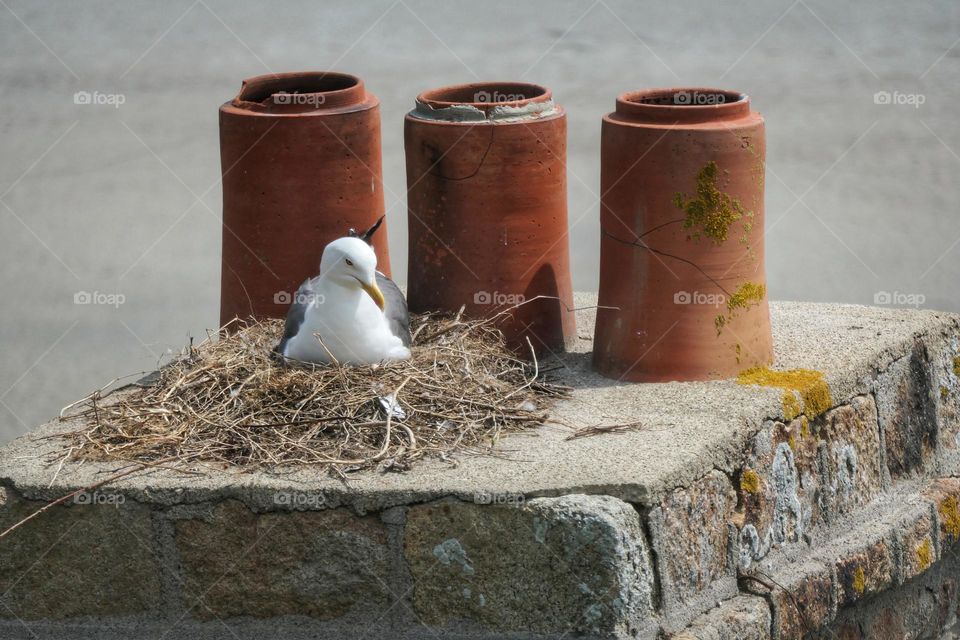 Seagull in its nest, on a chimney