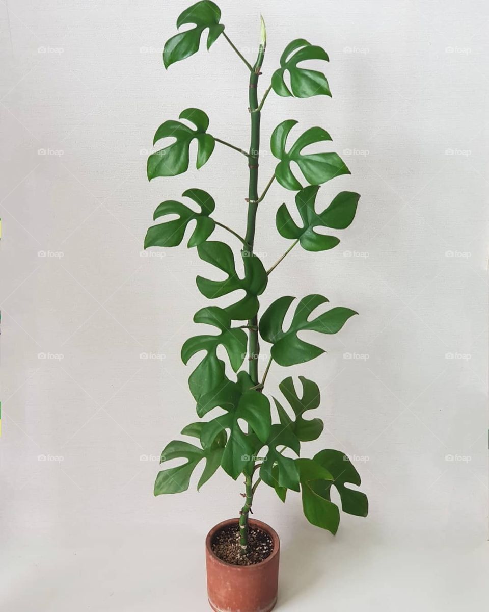 Houseplant with white background