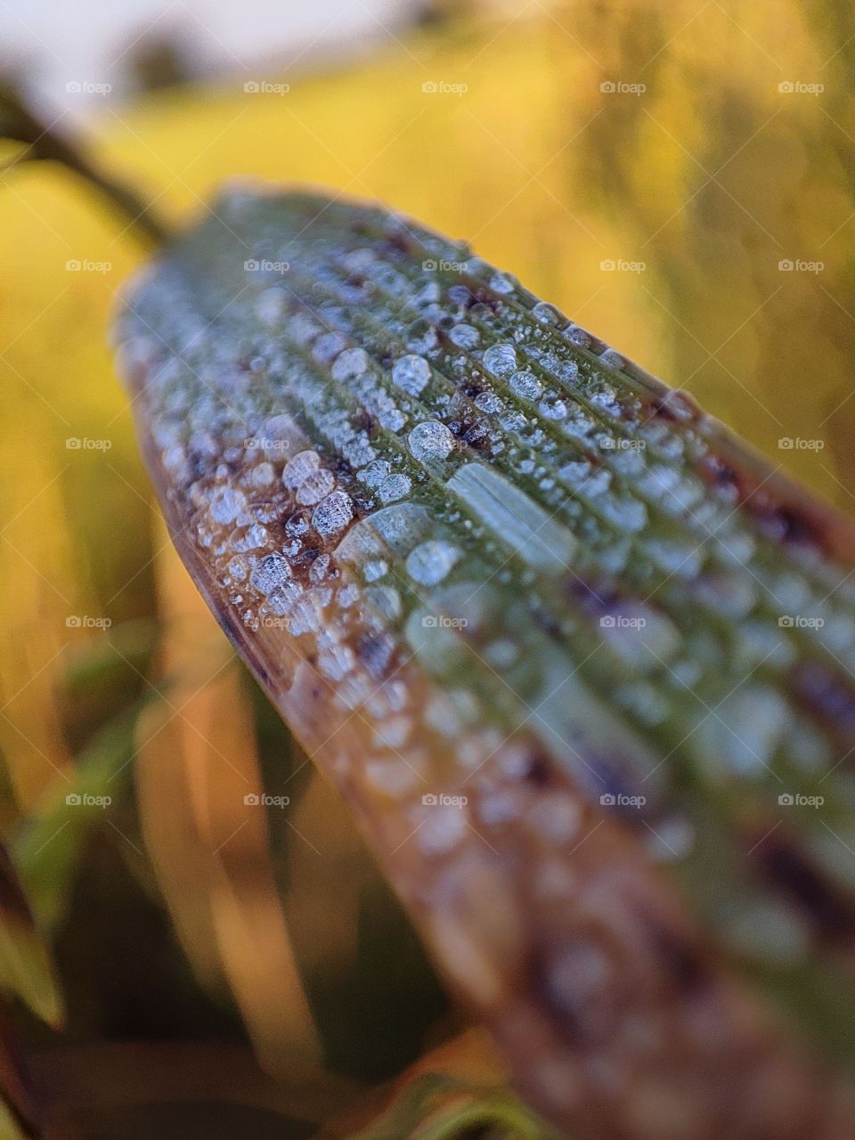 water drops on leaf of plants