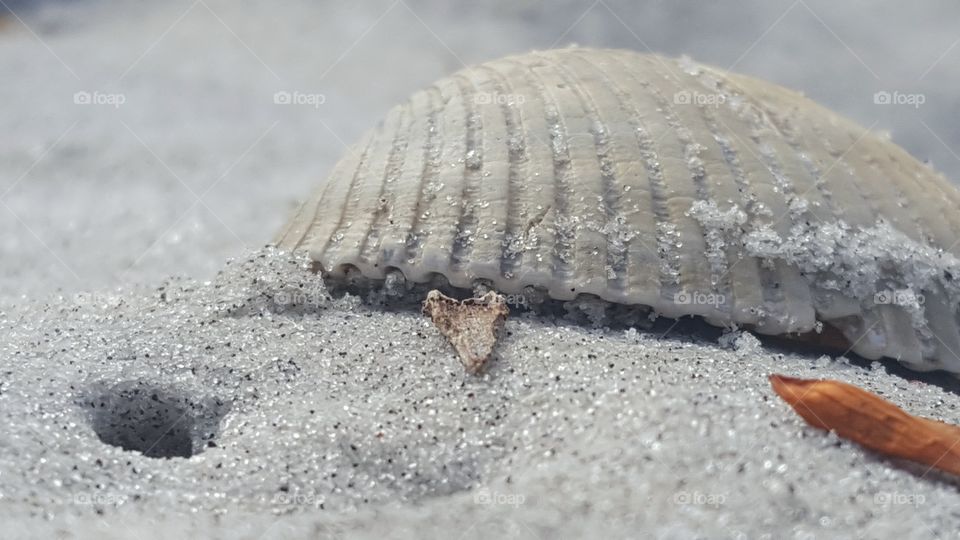 Seashell by the seashore