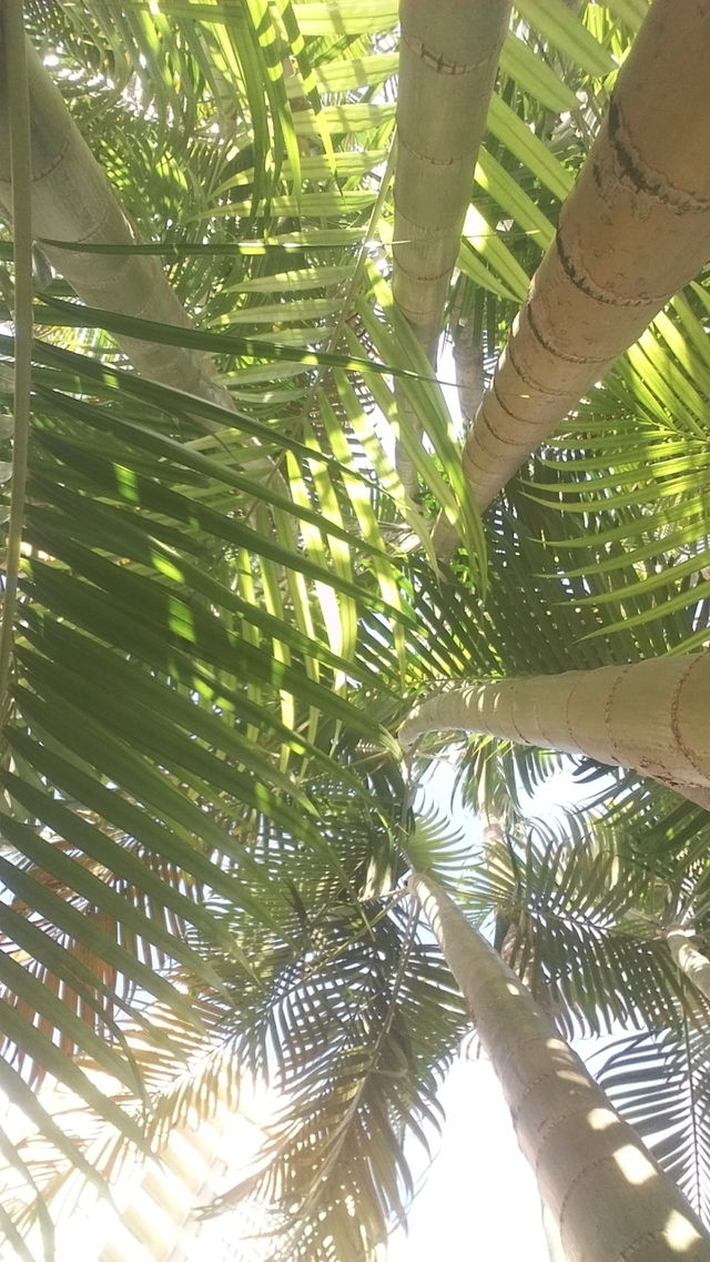 nature
