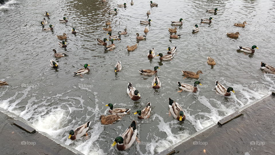 Gather of Ducks