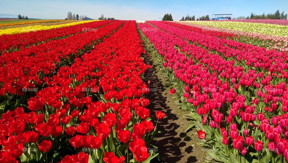Bright colored tulip garden bed