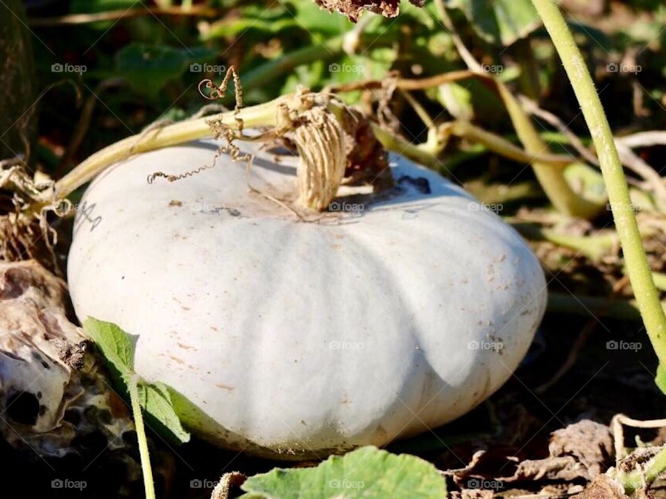 Ghost Gourd 