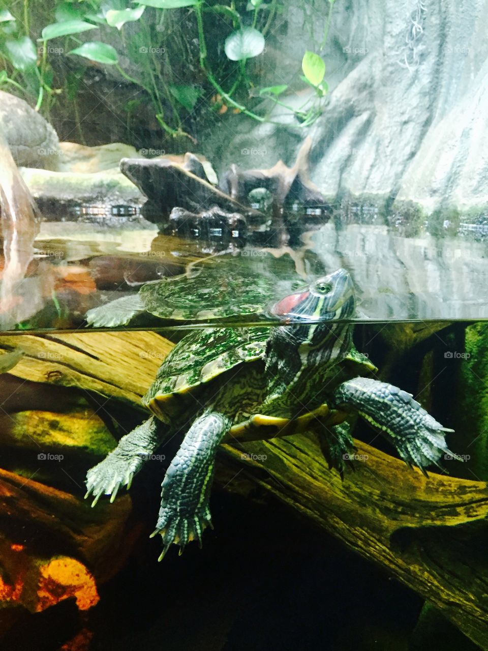 Red eared turtle with head sticking out of water