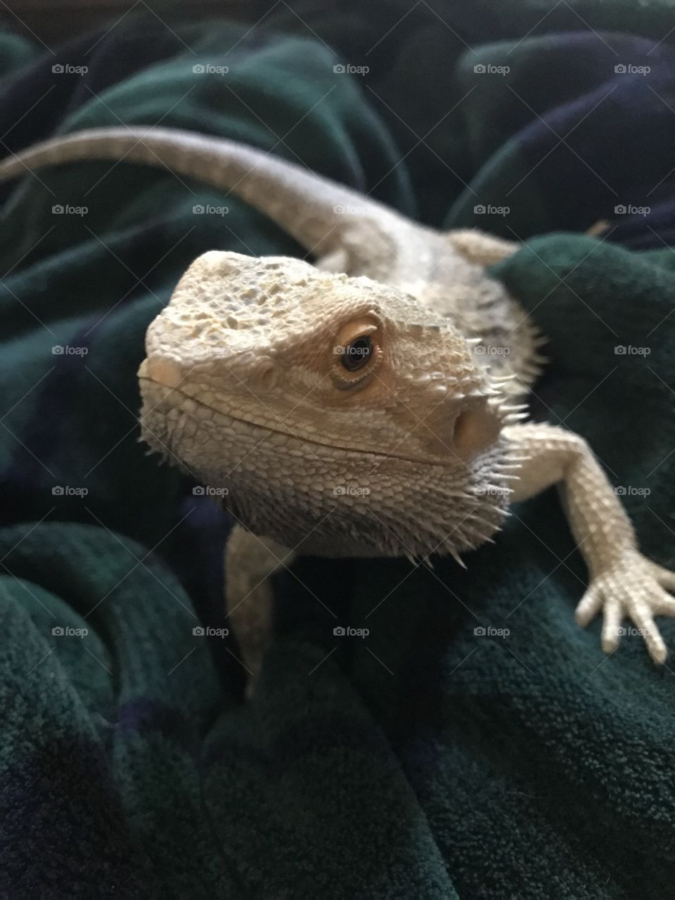 Stormy my Bearded Dragon needs some love and attention so he’s cuddled up on my lap. The pups are under the blanket keeping my lap warm enough for the prickly guy. ❤️