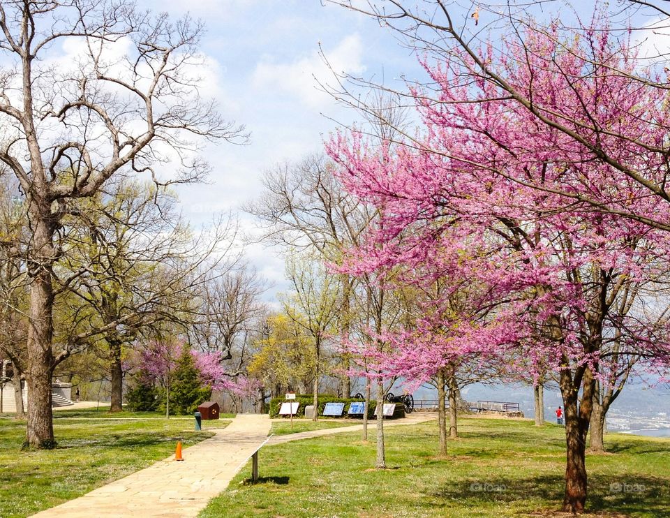 Tree, Park, Branch, Season, Nature