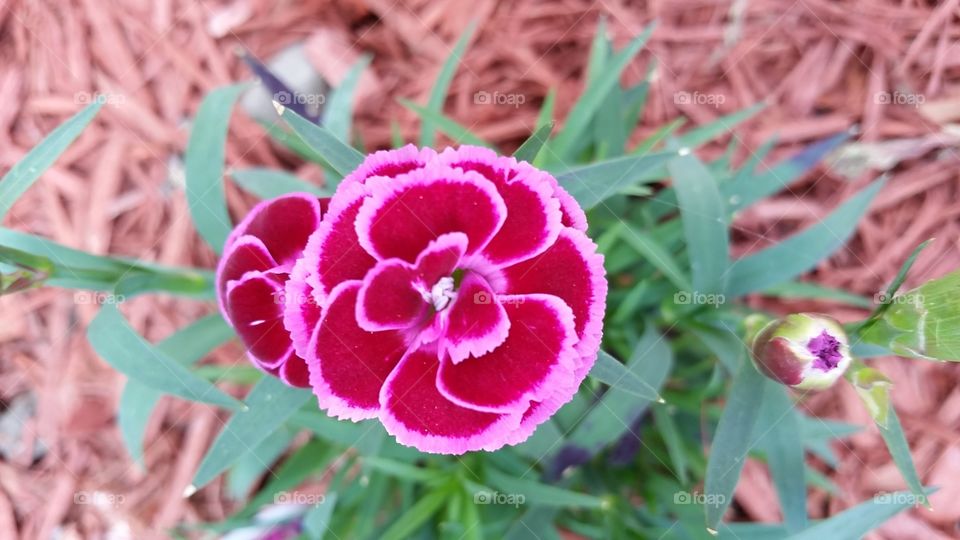 Pot Carnation. A pink carnation in my garden. 