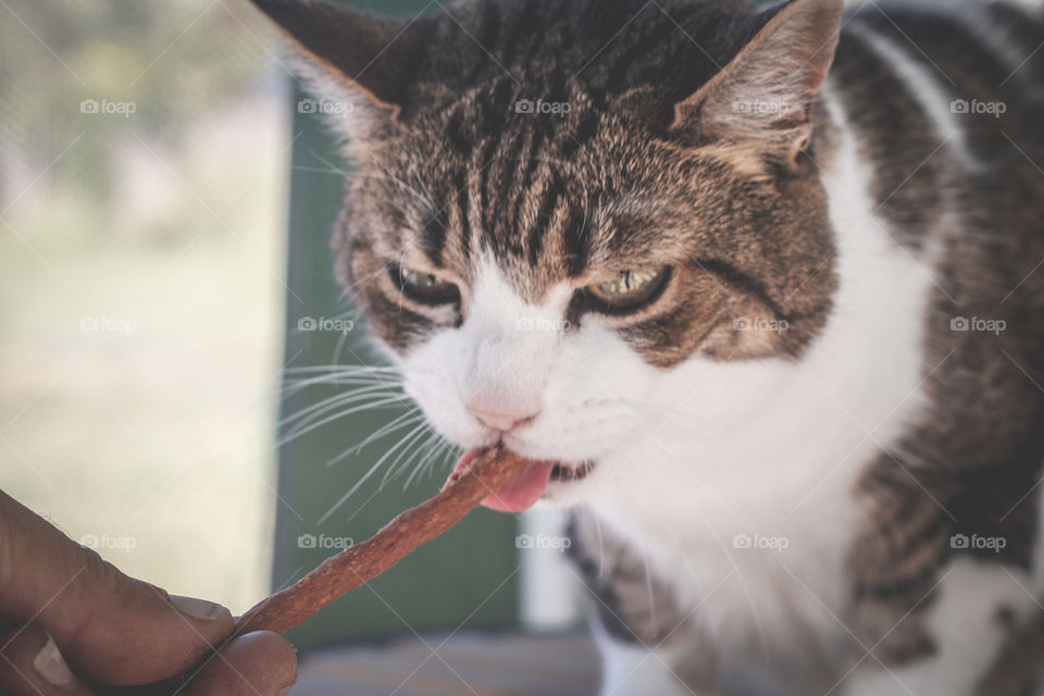 A tabby and white cat sticks her tongue out as she enjoys a meaty stick (as sold in Lidl)