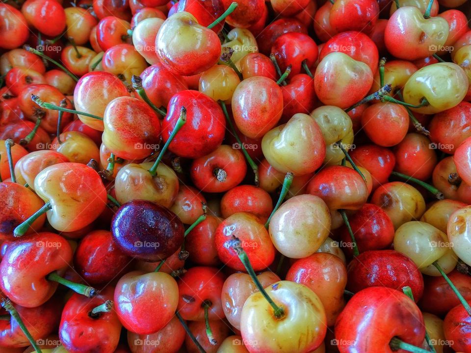 Fresh organic cherries