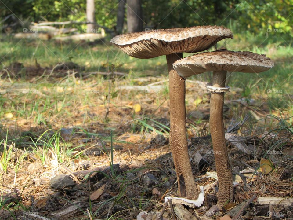 Mushrooms in the forest