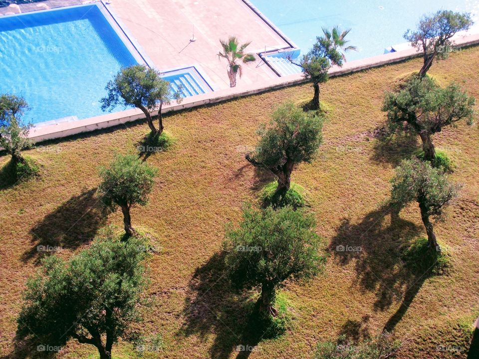 Olive trees by the pool. Madeira 