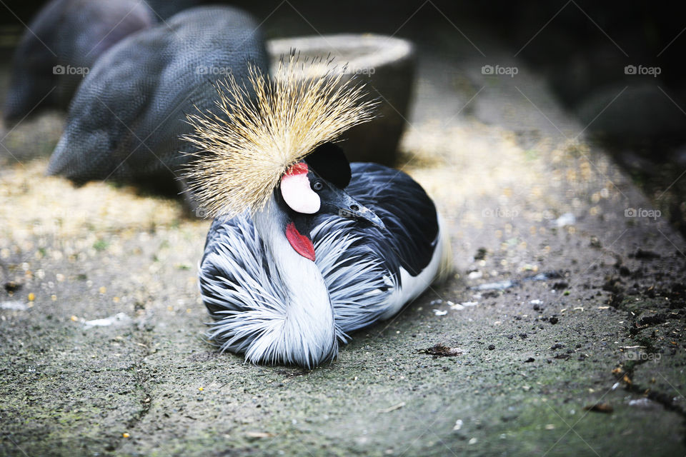 Beautiful crowned crane lying in on earth. Bird closeup. Animal photography 