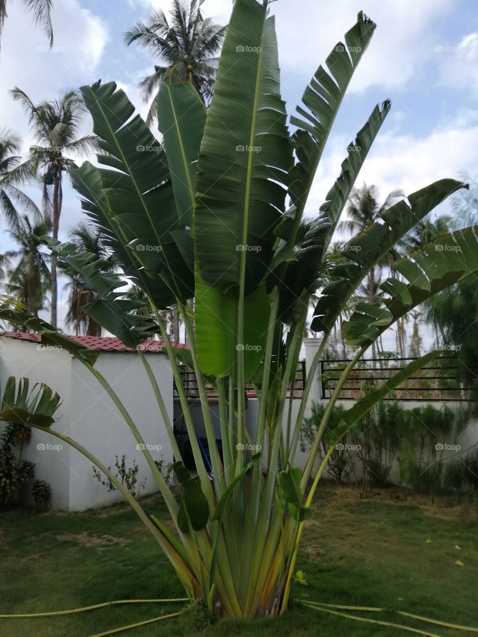 The traveler plant.
It's looks like a banana tree.
The leaves the same in banana.