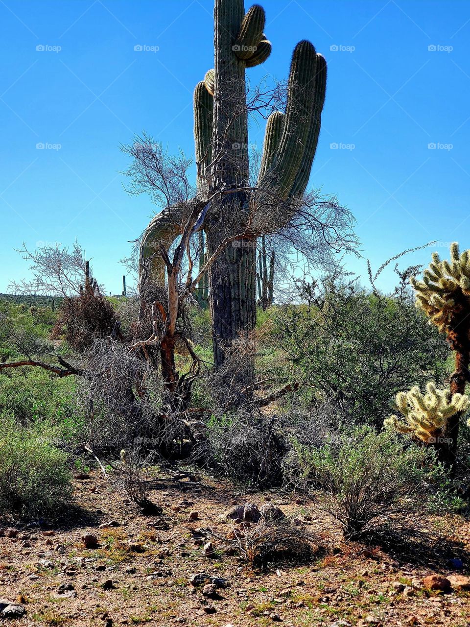 Old Saguaro in the Desert
