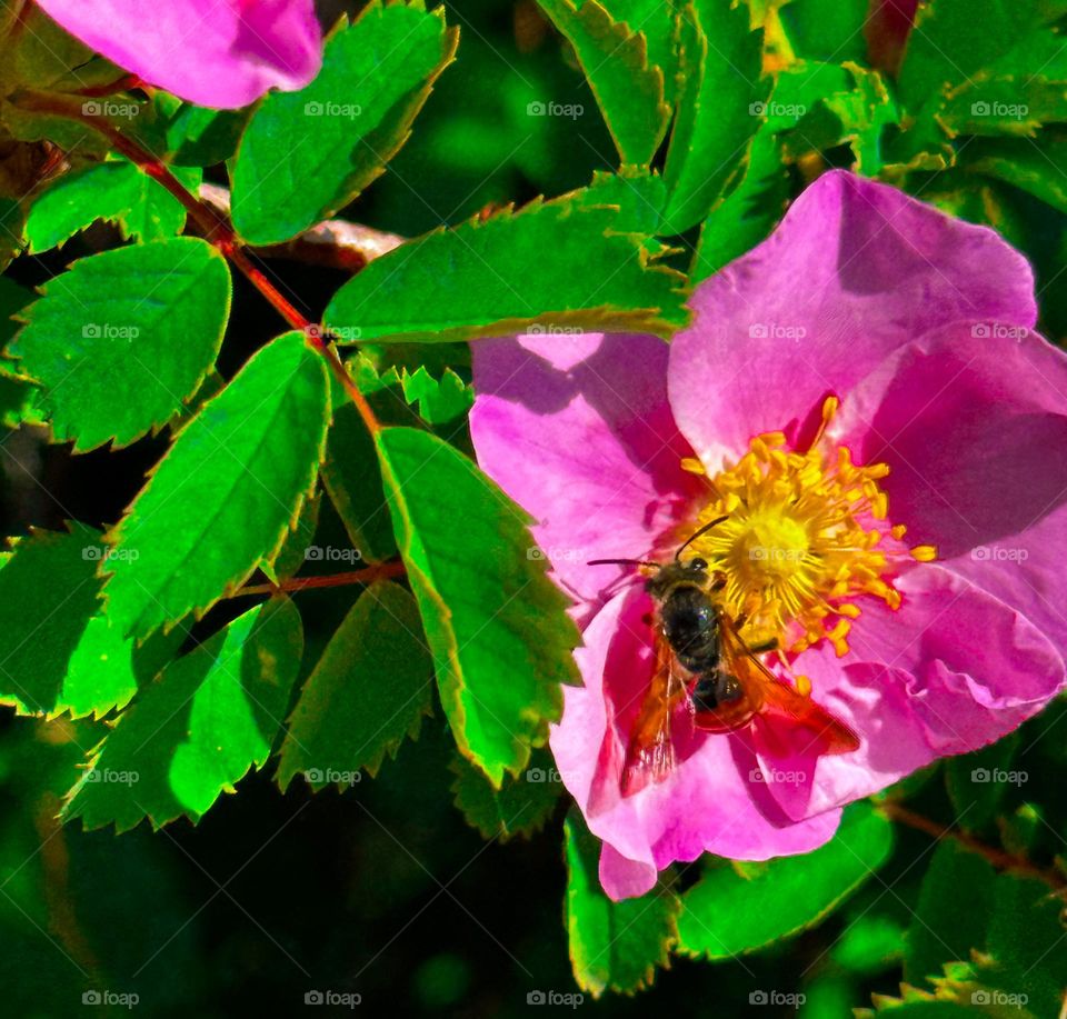 Beautiful summer days 