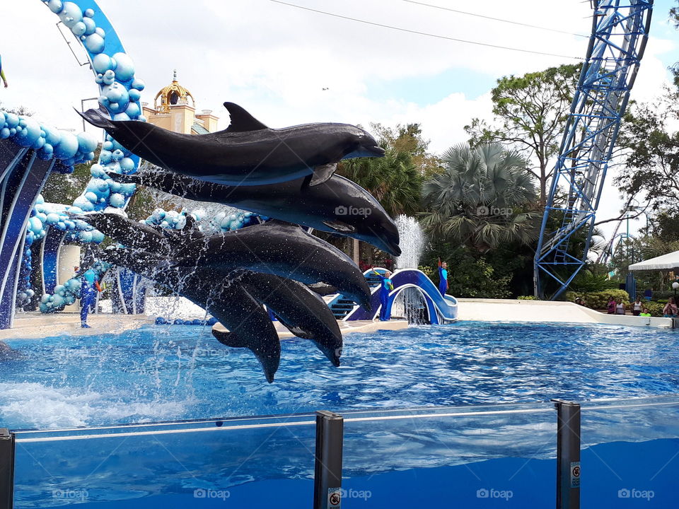 Sincronia entre os golfinhos, em apresentação no Sea World, em Orlando, Flórida