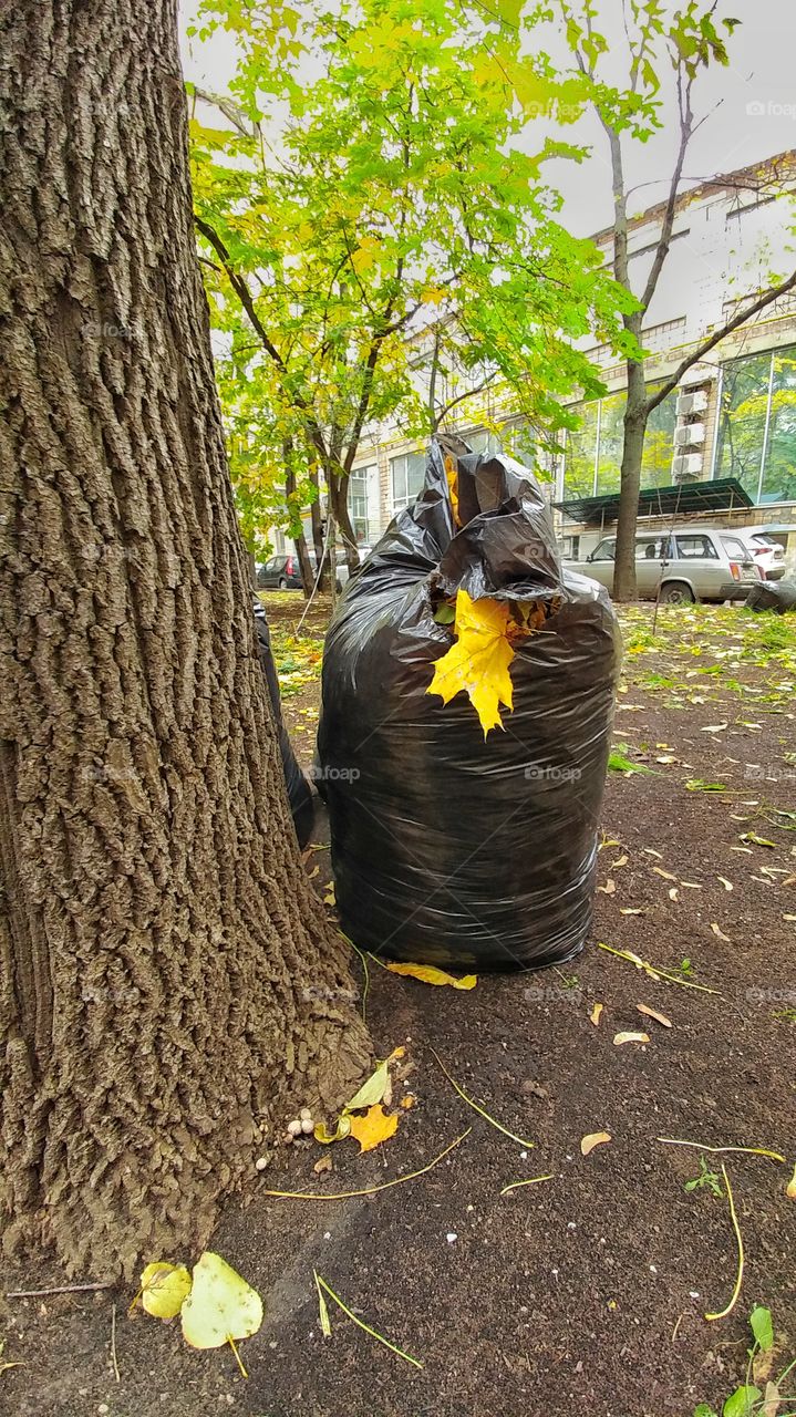 Autumn bag.