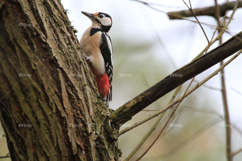 A typical German winter is depicted in this image, with sub-zero temperatures and no snow. The focus is on a woodpecker clinging to a tree. The scene conveys the cold and tranquility of the season.