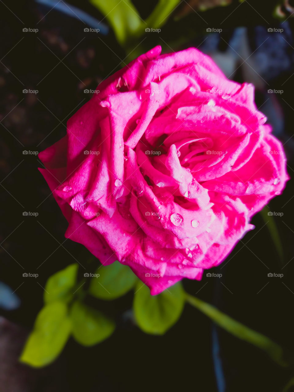 Rose Flower with water Drops on patel