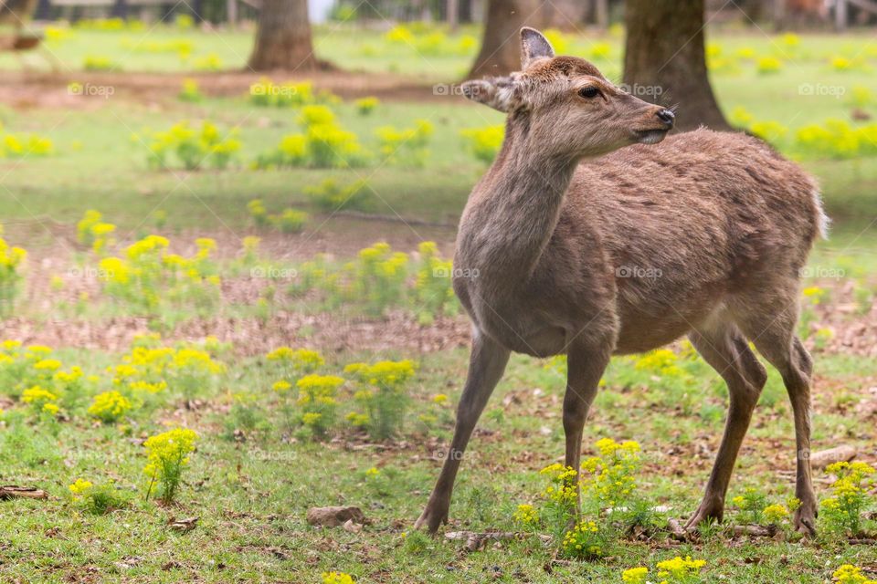 Deer portrait