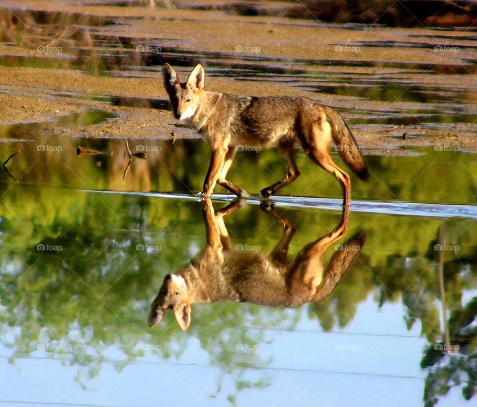 Lone Coyote Wading in Shallows