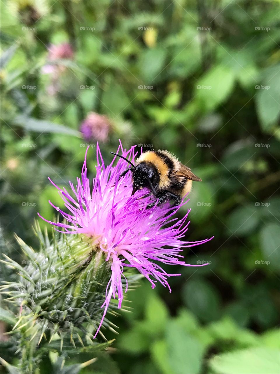 Dägimoos Swiss Forest 
