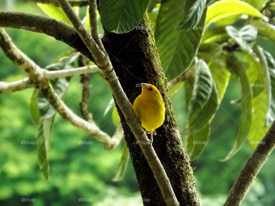 yelow bird