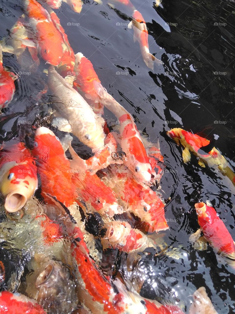 Koi fish on the pond