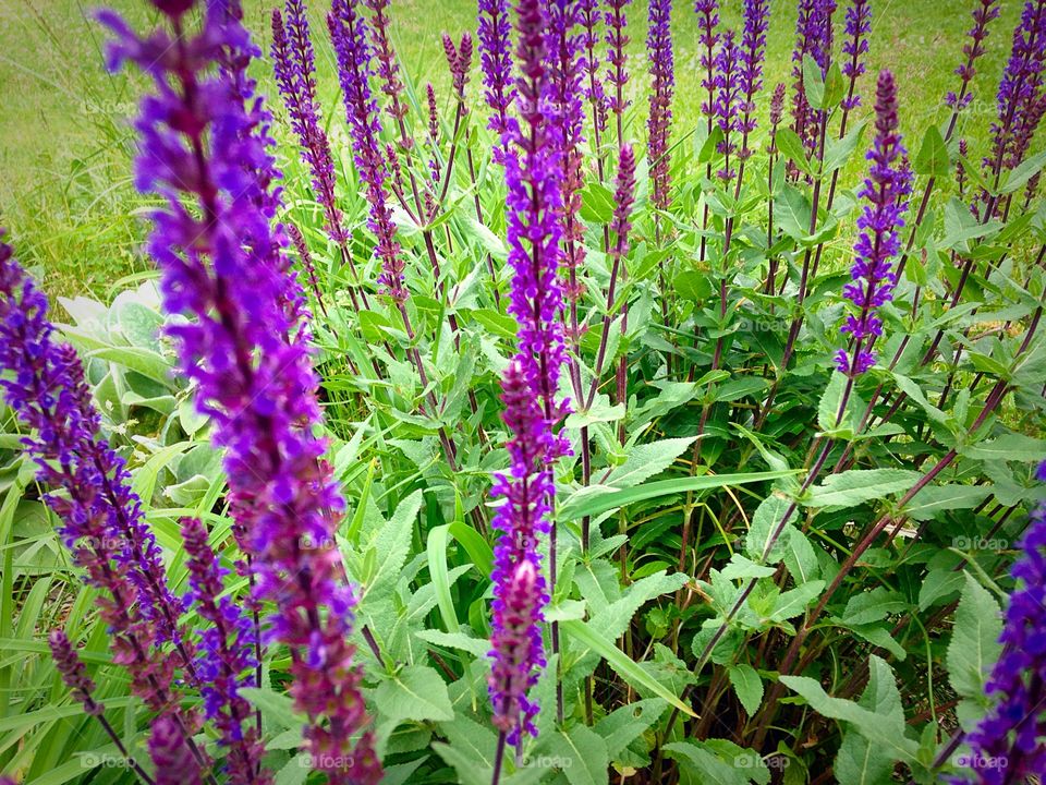 Flowers. Purple flowers