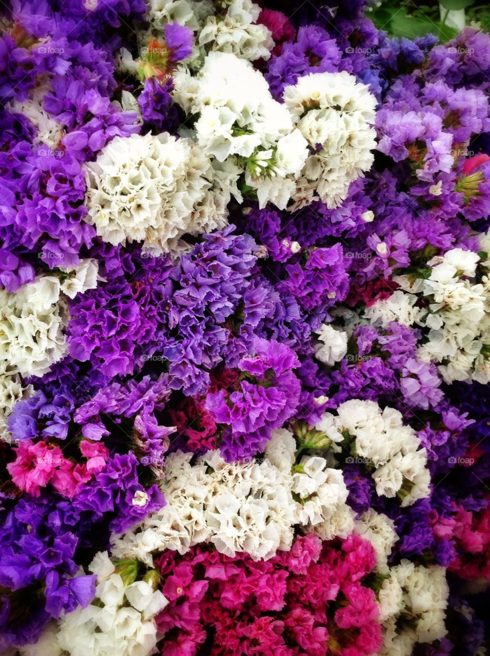 Colours in bloom. A dried flowers from the market.