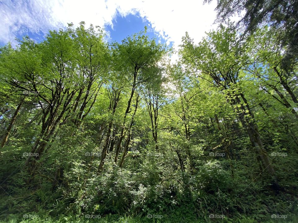 Trees reaching for the clouds