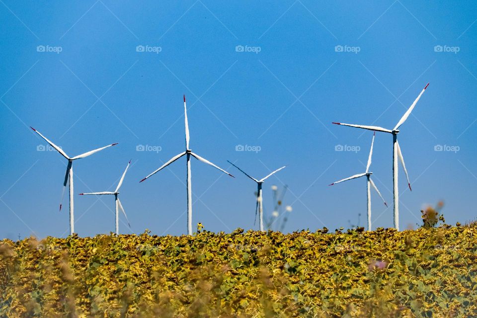 Windmills at the filed of sunflowers- contryside