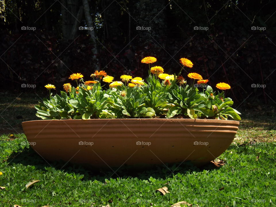 calendula flower