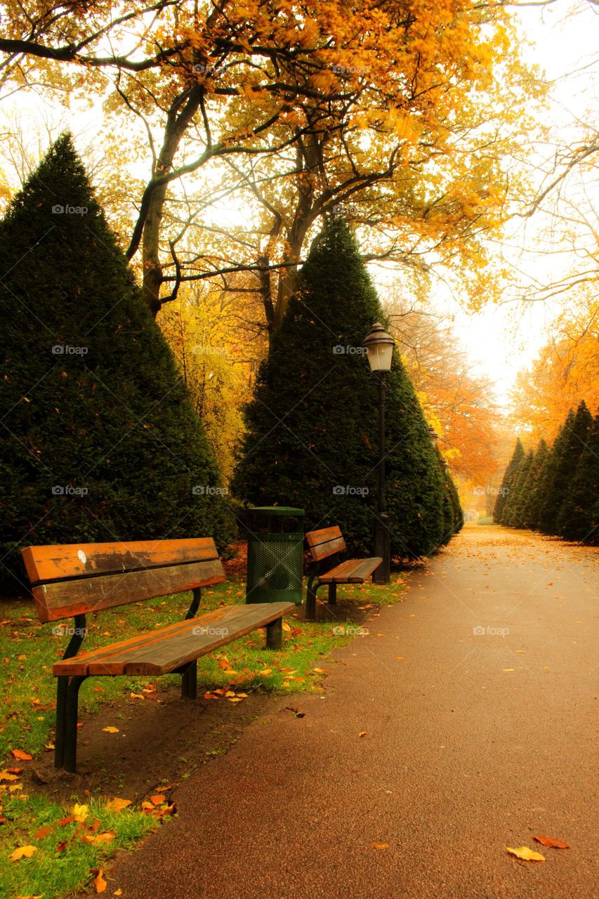 trees park fall autumn by bradman